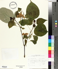 Cornus alternifolia image