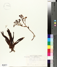 Dudleya virens image