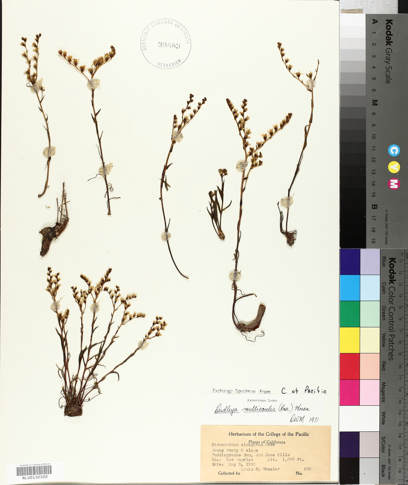 Dudleya multicaulis image