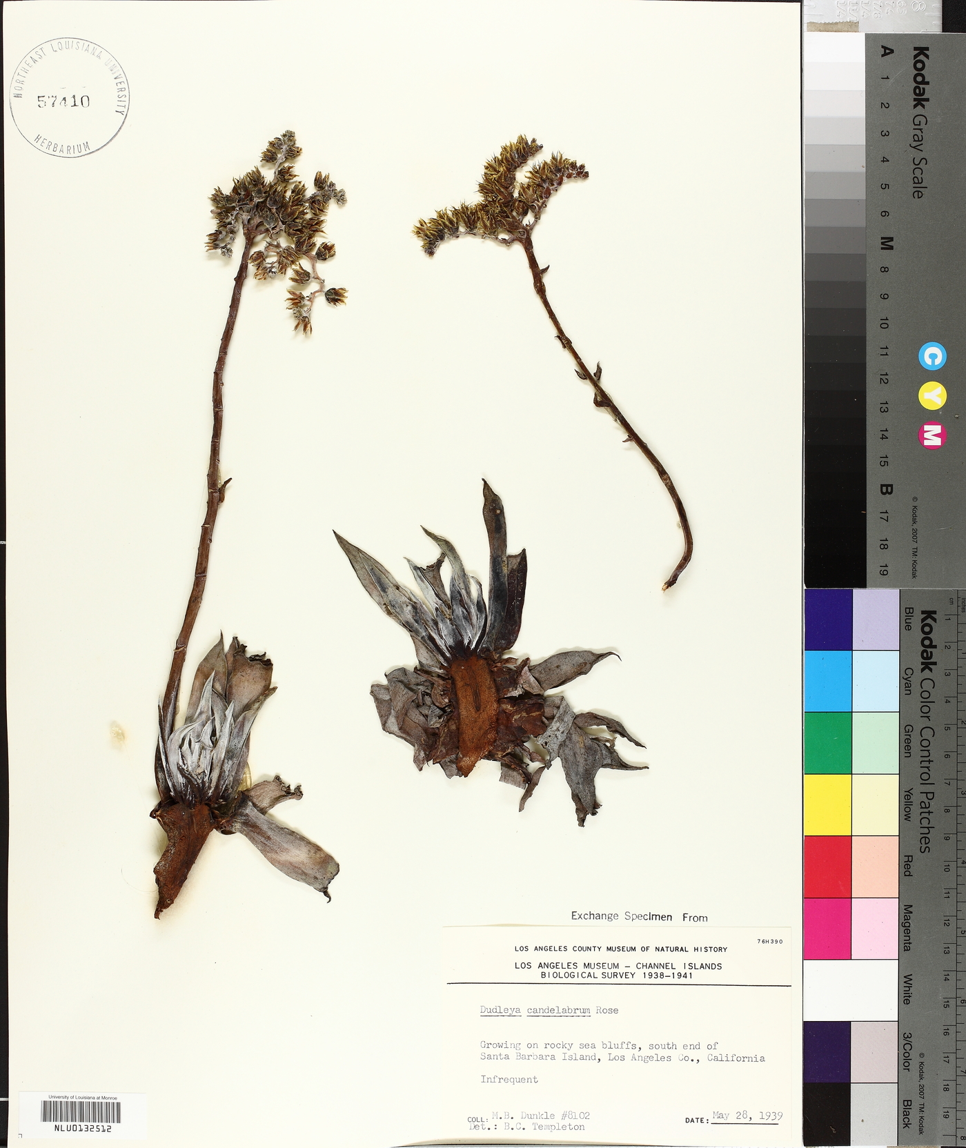 Dudleya candelabrum image