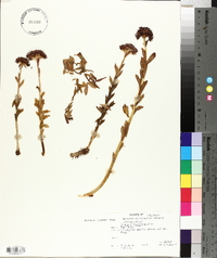 Rhodiola rhodantha image