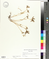 Sedum pulchellum image