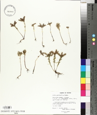 Sedum pulchellum image