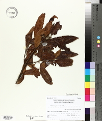 Caldcluvia paniculata image