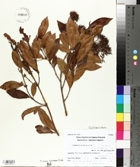 Caldcluvia paniculata image