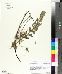 Cuscuta pentagona image