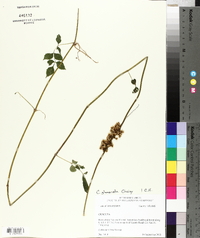 Cuscuta glomerata image