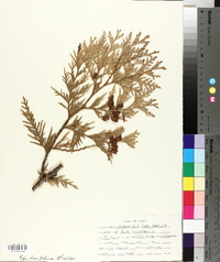 Thuja occidentalis image