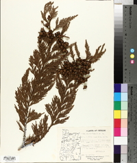 Thuja plicata image