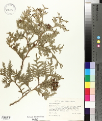 Thuja occidentalis image