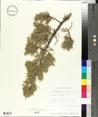 Juniperus monosperma image