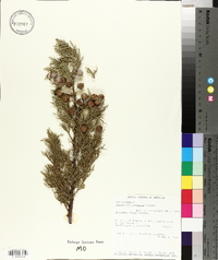 Juniperus deppeana image