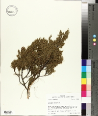 Juniperus ashei image