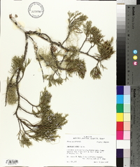 Juniperus ashei image