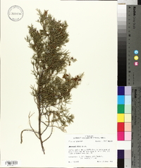 Juniperus ashei image