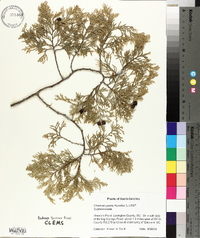 Chamaecyparis thyoides image