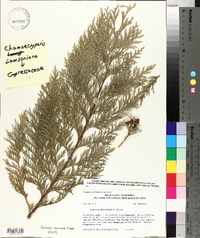 Chamaecyparis lawsoniana image