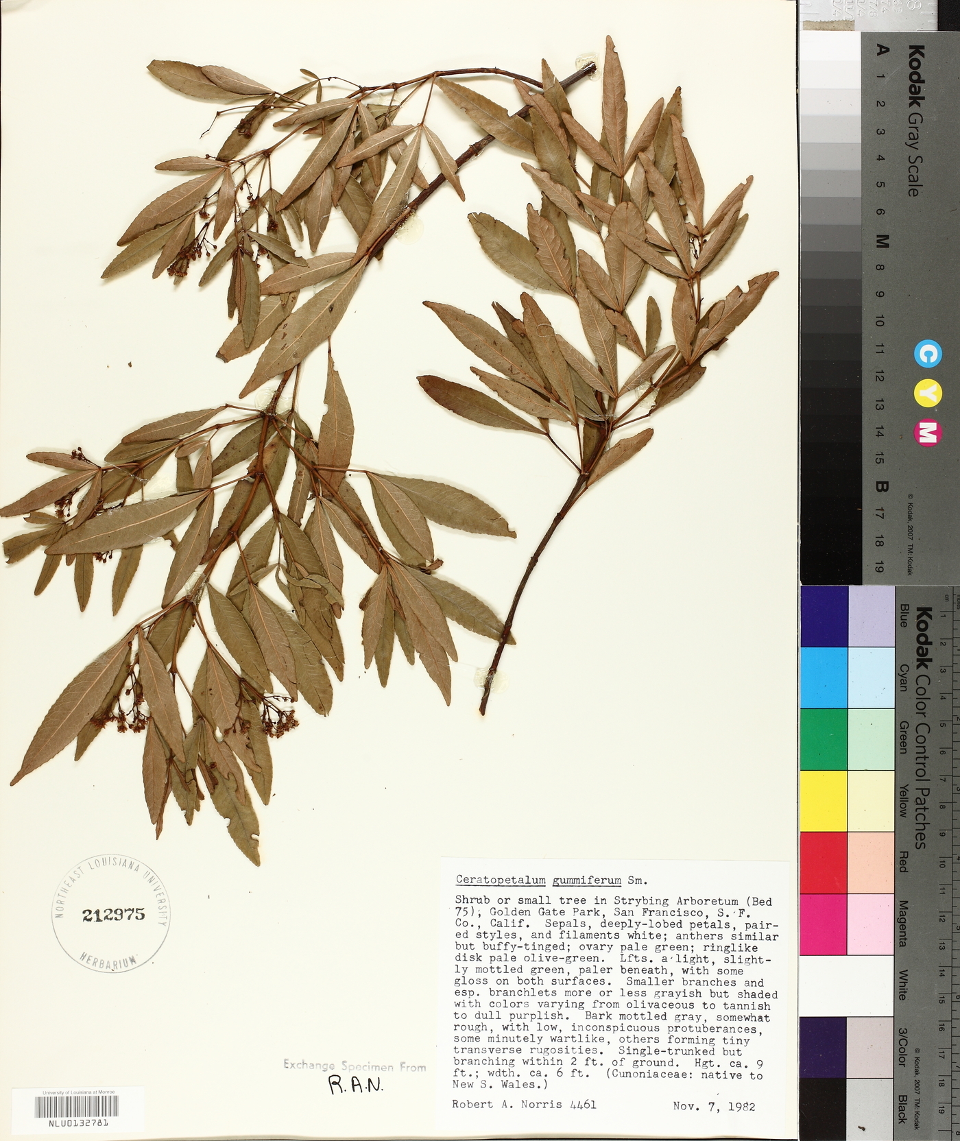 Ceratopetalum image