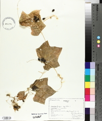 Sicyos angulatus image