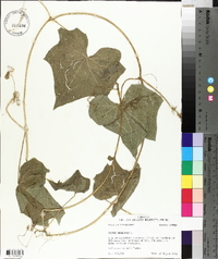 Sicyos angulatus image