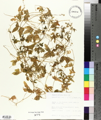 Cyclanthera dissecta image