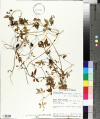 Cyclanthera dissecta image