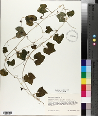 Melothria pendula image