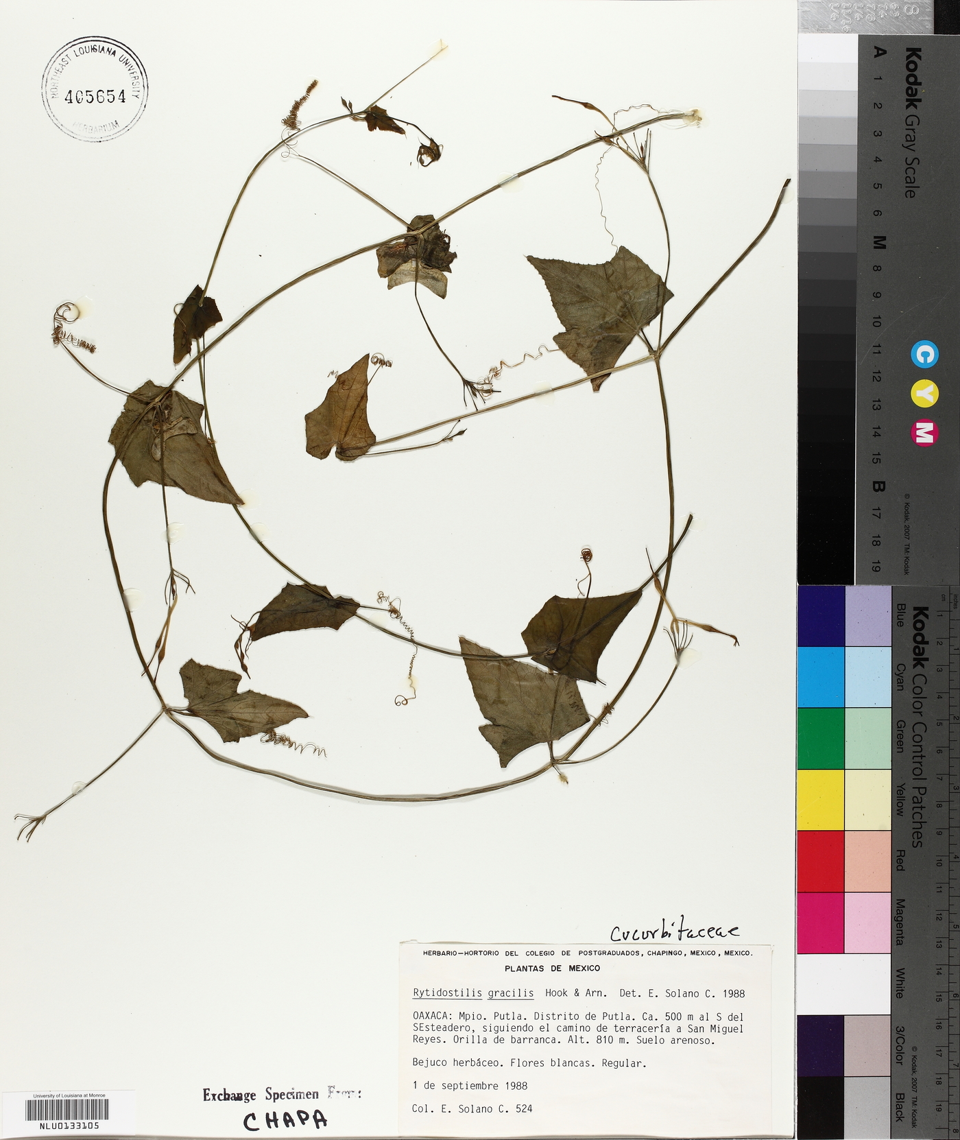 Rytidostylis image