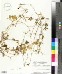 Cyclanthera dissecta image