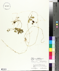 Cyclanthera dissecta image