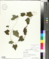 Melothria pendula image