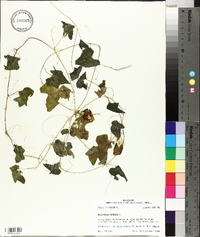 Melothria pendula image