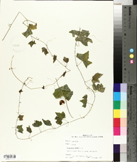 Melothria pendula image