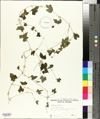 Melothria pendula image