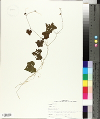 Melothria pendula image