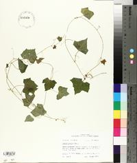 Melothria pendula image