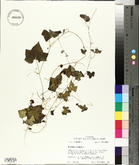 Melothria pendula image