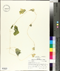 Polygonum setaceum image