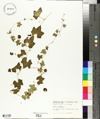 Melothria pendula image