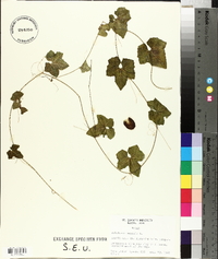 Melothria pendula image