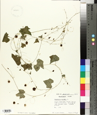 Melothria pendula image