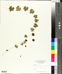 Melothria pendula image