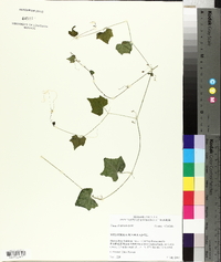 Melothria pendula image