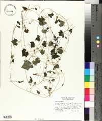 Melothria pendula image