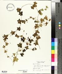 Melothria pendula image
