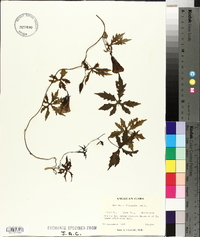 Merremia dissecta image