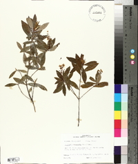 Cliftonia monophylla image