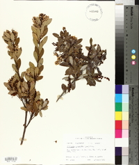 Cliftonia monophylla image