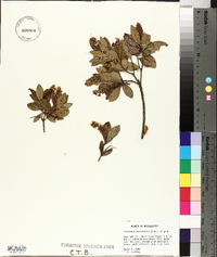 Cliftonia monophylla image