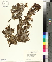 Cliftonia monophylla image